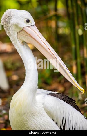 Das Nahbild des australischen Pelikans ist ein großer Wasservogel aus der Familie der Pelecanidae, der in den Binnengewässern und Küstengewässern Australiens weit verbreitet ist Stockfoto