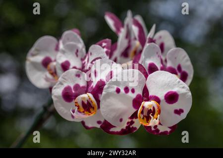 Weiße, lila und gelbe Orchideenblüten, Phalaenopsis Stockfoto