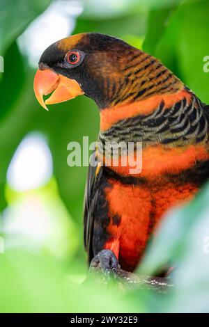 Die Dunkellory (Pseudeos fuscata) ist eine Papageienart aus der Familie Psittaculidae. Sie ist in Neuguinea und den vorgelagerten Inseln zu finden. Stockfoto