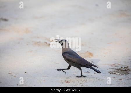 Eine Hauskrähe (Corvus splendens) befindet sich am Strand von Batu Ferringhi penang malaysia. Ein gewöhnlicher Vogel aus der Krähenfamilie, der asiatischen Ursprungs ist Stockfoto