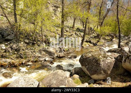 Ein stürmischer Gebirgsbach fließt durch den Quellwald und biegt sich an einem sonnigen Frühlingstag um Bäume und Steine. AK-Karum Fluss, Altai, Sibirien, Russi Stockfoto