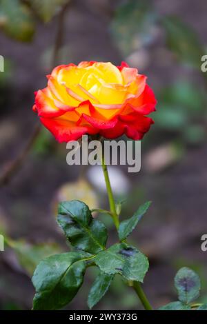 Schöne gelbe und orangene Rose im Garten Stockfoto