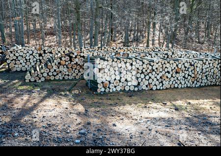 Ein Holzhaufen geschnittenes Holz im Wald. Ein großer Haufen abgehackter Buchen. Entwaldung. Stockfoto