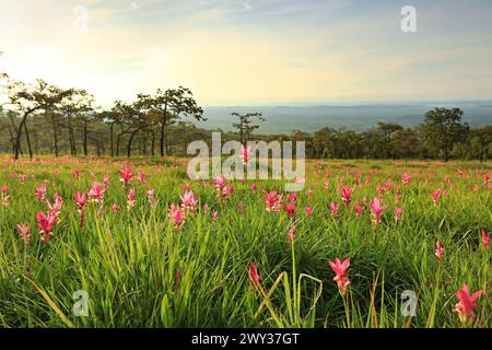 Dok Krachiao Blooming oder Siam-Tulip Festival in Thung Bua Sawan (Sai Thong National Park) Chaiyaphum, Thailand Stockfoto