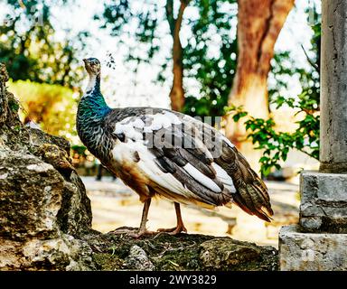 Pfau in Lissabon, Portugal, Europa Stockfoto