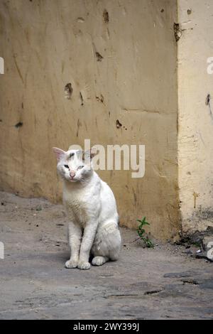 Eine streunende Katze mit weißem Pelz sitzt in Sansibars Steinstadt an einer Straßenecke Stockfoto