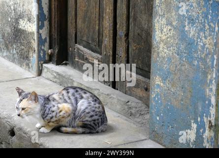 Katzen beobachten Passanten aufmerksam auf einer Steintreppe in der Nähe eines hölzernen Tors in Sansibars Steinstadt Stockfoto