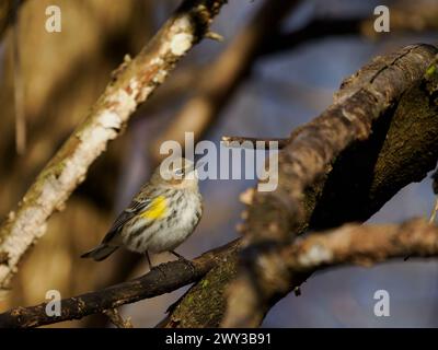 Gelbrumpiger Warbler (Setophaga coronata), Dyke Marsh, VA Stockfoto