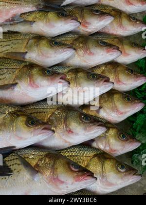 Fischen Sie auf dem Municipal Fish Market an der Wharf, Washington, D.C. Stockfoto