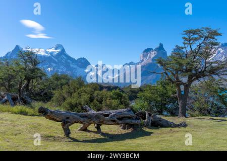 Andengebirge, Bizzare und tote Vegetation, Nationalpark Torres del Paine, Parque Nacional Torres del Paine, Cordillera del Paine, Türme von Stockfoto