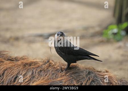 Westjakdaw (Corvus monedula) zieht Haarbüschel vom Rücken des Esels für den Nestbau Stockfoto