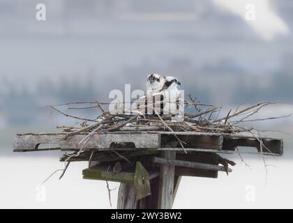 Zwei Fischadler im Nest am Potomac River, Alexandria, VA, USA Stockfoto