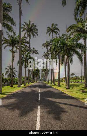 Die berühmte Palmenallee l'Allee Dumanoir. Landschaftsaufnahme vom Zentrum der Straße in die Allee. Aufgenommen während eines fantastischen Sonnenuntergangs. Grand Terre Stockfoto