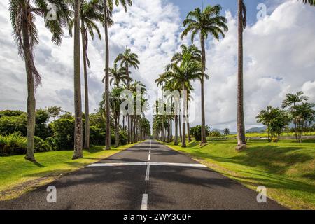 Die berühmte Palmenallee l'Allee Dumanoir. Landschaftsaufnahme vom Zentrum der Straße in die Allee. Aufgenommen während eines fantastischen Sonnenuntergangs. Grand Terre Stockfoto