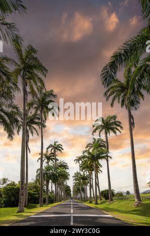 Die berühmte Palmenallee l'Allee Dumanoir. Landschaftsaufnahme vom Zentrum der Straße in die Allee. Aufgenommen während eines fantastischen Sonnenuntergangs. Grand Terre Stockfoto