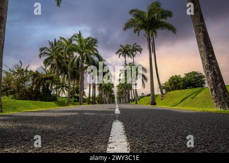 Die berühmte Palmenallee l'Allee Dumanoir. Landschaftsaufnahme vom Zentrum der Straße in die Allee. Aufgenommen während eines fantastischen Sonnenuntergangs. Grand Terre Stockfoto