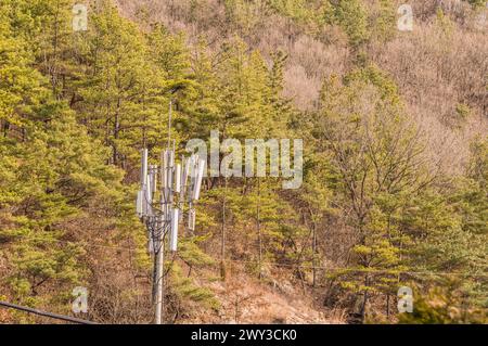 Technologischer Kontrast zu einem Zellturm, der sich über einem Hügel aus Kiefern erhebt, in Südkorea Stockfoto