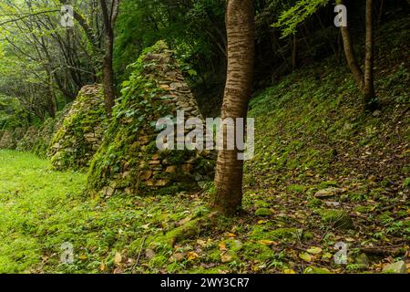 steinreihe (Steinstapel) bedeckt mit Efeu im Waldpark in Südkorea Stockfoto