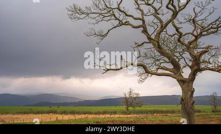 Einzelner windgepeitschter Baum ohne Blätter ist auf einer Wiese mit weidenden Kühen und Bergen im Hintergrund mit hellen Wolken und dunklen Wolken zu sehen Stockfoto