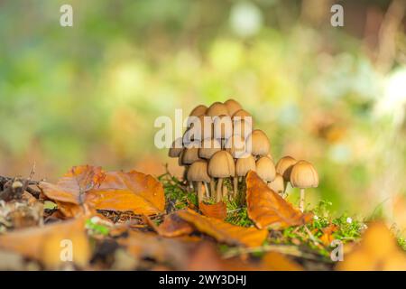 Gewöhnlicher Glimmer-Tönung (Coprinellus micaceus), Nahaufnahme, Naturfoto, Schneeren, Neustadt am Ruebenberge Stockfoto