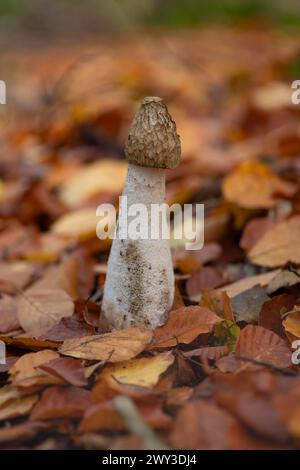 Stinkhorn (Phallus impudicus), Nahaufnahme, Naturfoto, Schneeren, Neustadt am Ruebenberge Stockfoto