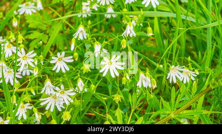 Kicherkraut (Rabelera holostea), echter Kicherkraut, großblütiges Kicherkraut, Nahaufnahme, Naturfoto, Querformat, Pflenze, Neustadt am Stockfoto