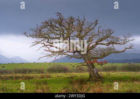 Einzelner windgepeitschter Baum ohne Blätter sieht auf einer Wiese mit weidenden Kühen und Bergen im Hintergrund, dunkle Wolken, Landschaft, Landschaftsfoto Stockfoto