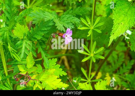 Kicherkraut (Rabelera holostea), echter Kicherkraut, großblütiges Kicherkraut, Nahaufnahme, Naturfoto, Querformat, Pflenze, Neustadt am Stockfoto