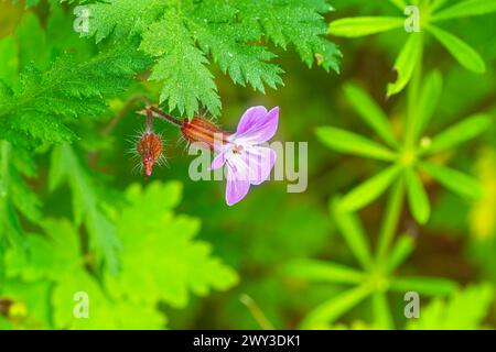 Kicherkraut (Rabelera holostea), echter Kicherkraut, großblütiges Kicherkraut, Nahaufnahme, Naturfoto, Querformat, Pflenze, Neustadt am Stockfoto