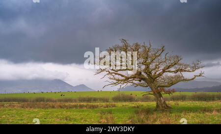 Einzelner windgepeitschter Baum ohne Blätter ist auf einer Wiese mit weidenden Kühen und Bergen im Hintergrund mit hellen Wolken und dunklen Wolken zu sehen Stockfoto