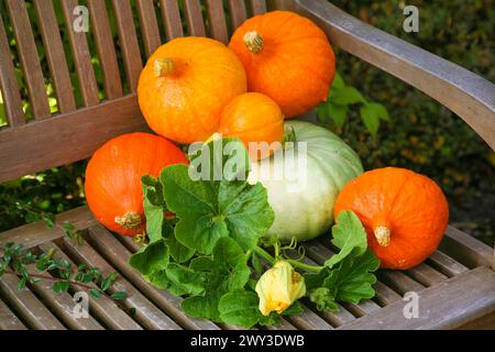 Kürbisse (Cucurbita), Hokkaido Kürbisse auf Holzbank, runde orange-rote Kürbisse, Kürbisblüten, Blätter, Obst Gemüse, Früchte, Blätter Stockfoto