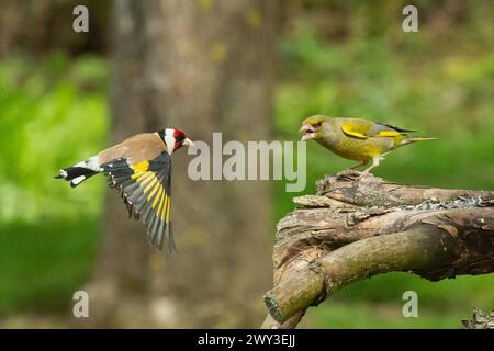 Goldfinch mit offenen Flügeln, die nach rechts fliegen und zu Grünfinke schauen, mit offenem Schnabel, der auf einem Ast steht, der nach links blickt Stockfoto