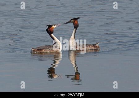 Große Haubenvögel zwei Erwachsene Vögel im Wasser mit Spiegelbild, das zueinander schwimmt Stockfoto