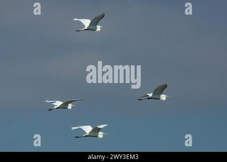 Großer Weißreiher vier Vögel mit offenen Flügeln fliegen direkt vor dem blauen Himmel Stockfoto