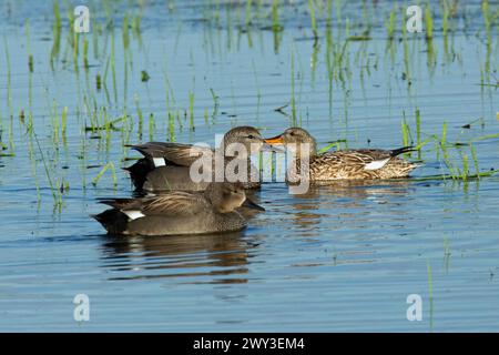 Gadwall drei Vögel, die nebeneinander im Wasser schwimmen Stockfoto