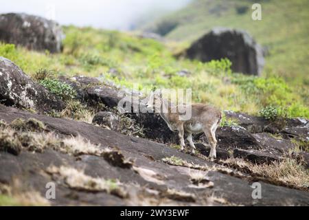 Nilgiri tahr (Nilgiritragus hylocrius, bis 2005 Hemitragus hylocrius) oder endemische Ziegenart im Eravikulam Nationalpark, juvenile, Kannan Devan Stockfoto