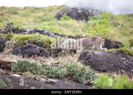 Nilgiri tahr (Nilgiritragus hylocrius, bis 2005 Hemitragus hylocrius) oder endemische Ziegenart im Eravikulam Nationalpark, juvenile, Kannan Devan Stockfoto