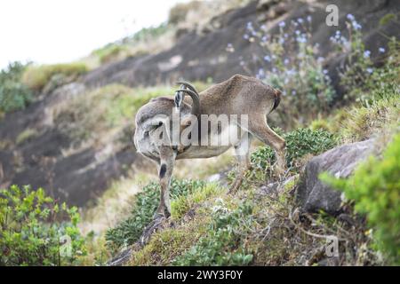 Nilgiri tahr (Nilgiritragus hylocrius, bis 2005 Hemitragus hylocrius) oder endemische Ziegenart im Eravikulam Nationalpark, Kannan Devan Hills Stockfoto