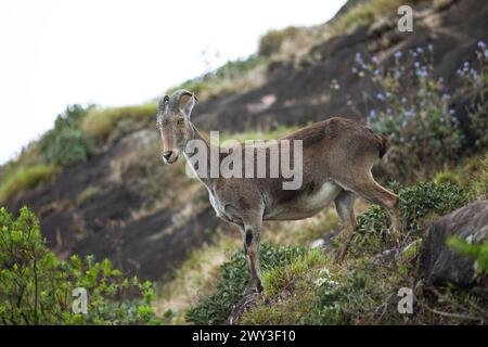 Nilgiri tahr (Nilgiritragus hylocrius, bis 2005 Hemitragus hylocrius) oder endemische Ziegenart im Eravikulam Nationalpark, Kannan Devan Hills Stockfoto