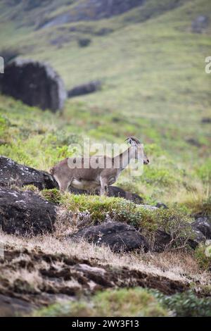 Nilgiri tahr (Nilgiritragus hylocrius, bis 2005 Hemitragus hylocrius) oder endemische Ziegenart im Eravikulam Nationalpark, Kannan Devan Hills Stockfoto