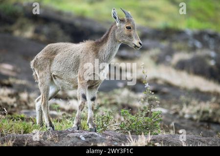 Nilgiri tahr (Nilgiritragus hylocrius, bis 2005 Hemitragus hylocrius) oder endemische Ziegenart im Eravikulam Nationalpark, juvenile, Kannan Devan Stockfoto