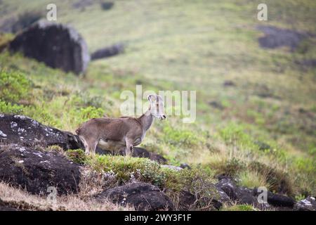 Nilgiri tahr (Nilgiritragus hylocrius, bis 2005 Hemitragus hylocrius) oder endemische Ziegenart im Eravikulam Nationalpark, Kannan Devan Hills Stockfoto