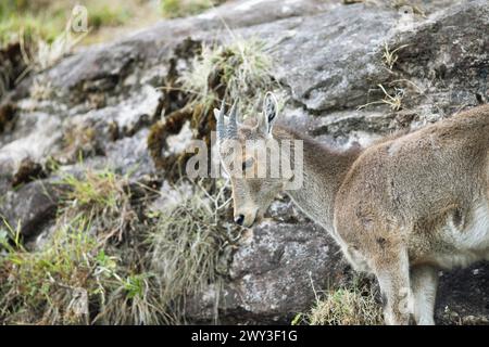 Nilgiri tahr (Nilgiritragus hylocrius, bis 2005 Hemitragus hylocrius) oder endemische Ziegenart im Eravikulam Nationalpark, juvenile, Kannan Devan Stockfoto