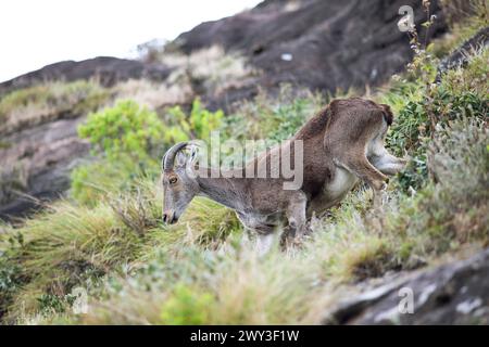 Nilgiri tahr (Nilgiritragus hylocrius, bis 2005 Hemitragus hylocrius) oder endemische Ziegenart im Eravikulam Nationalpark, Kannan Devan Hills Stockfoto