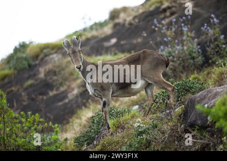 Nilgiri tahr (Nilgiritragus hylocrius, bis 2005 Hemitragus hylocrius) oder endemische Ziegenart im Eravikulam Nationalpark, Kannan Devan Hills Stockfoto