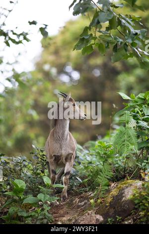 Nilgiri tahr (Nilgiritragus hylocrius, bis 2005 Hemitragus hylocrius) oder endemische Ziegenart im Eravikulam Nationalpark, juvenile, Kannan Devan Stockfoto