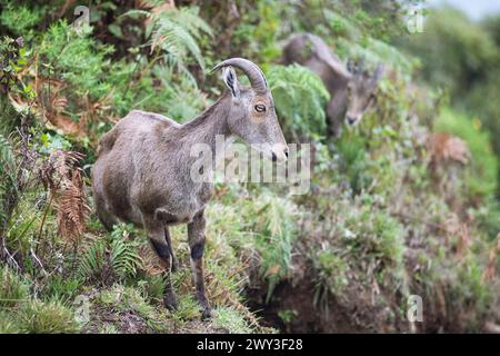 Nilgiri tahr (Nilgiritragus hylocrius, bis 2005 Hemitragus hylocrius) oder endemische Ziegenart im Eravikulam Nationalpark, Kannan Devan Hills Stockfoto