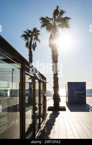 Promenade am alten Hafen mit Palmen in Barcelona, Spanien Stockfoto