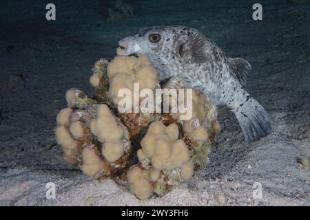 Ein maskierter Kugelfisch (Arothron diadematus) sucht nachts Zuflucht hinter einer Steinkoralle (Akropora), Tauchplatz Shaab Claudia Reef, Rotes Meer, Ägypten Stockfoto