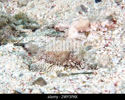 Kleiner Drachenfisch (Eurypegasus draconis), Tauchplatz House Reef, Mangrovenbucht, El Quesir, Rotes Meer, Ägypten Stockfoto